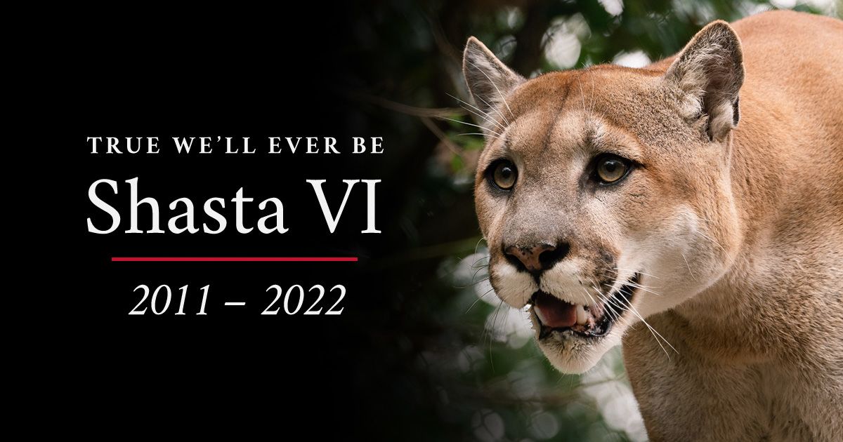 University of Houston Mourns the Loss of Shasta VI Mascot