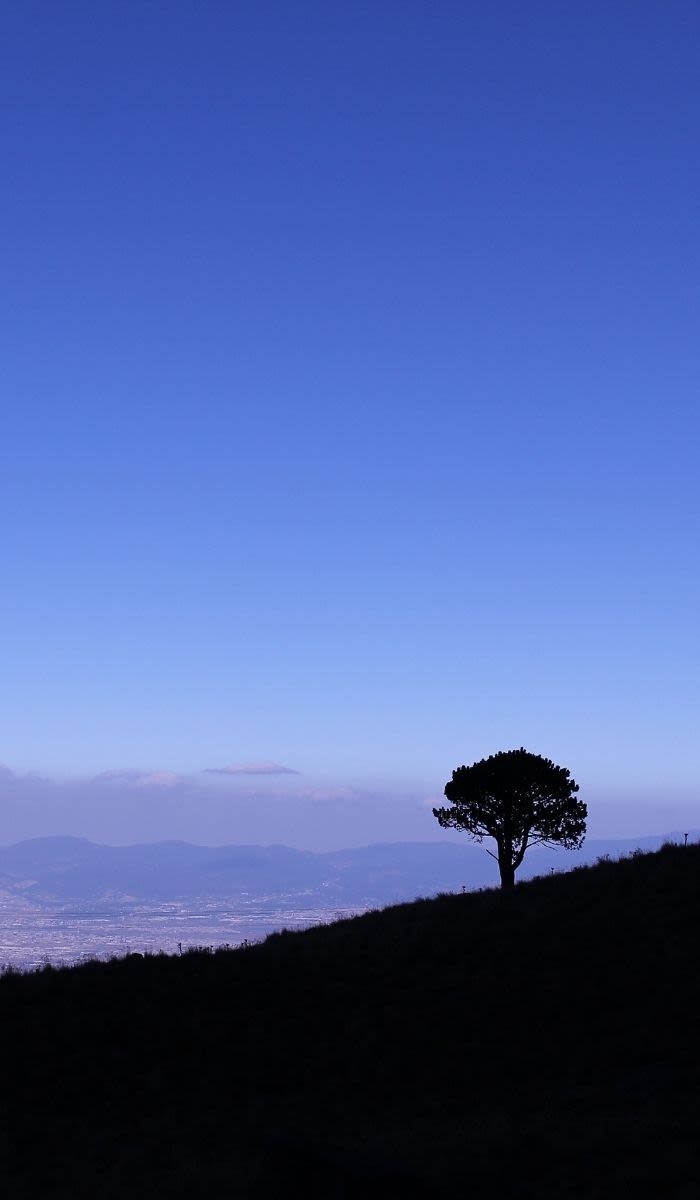 Lone tree in Toluca Valley, Mexico