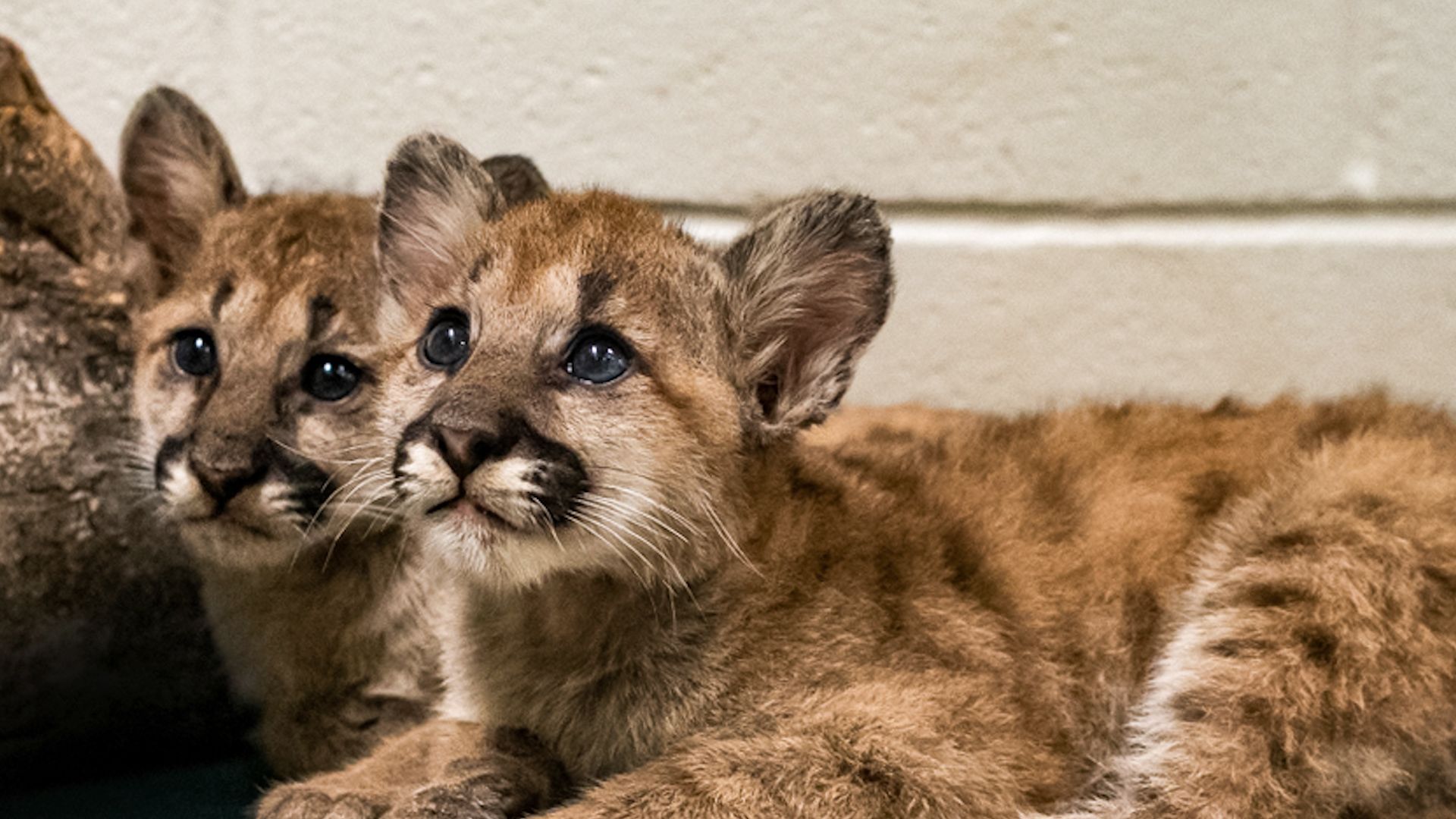 Cougar cubs