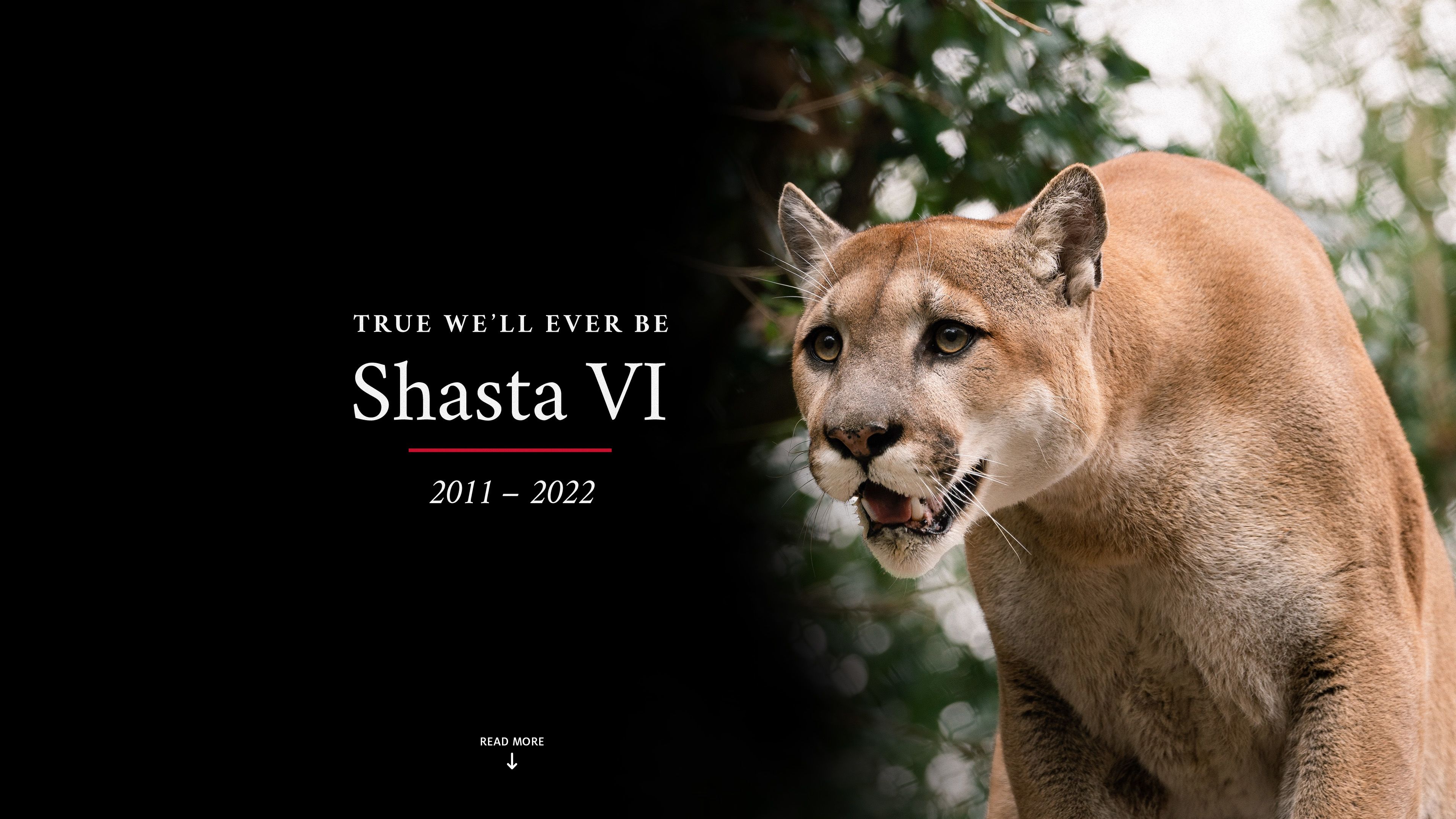 photo of live cougar, Shasta VI with caption "True We'll Ever Be. Shasta VI. 2011-2022"
