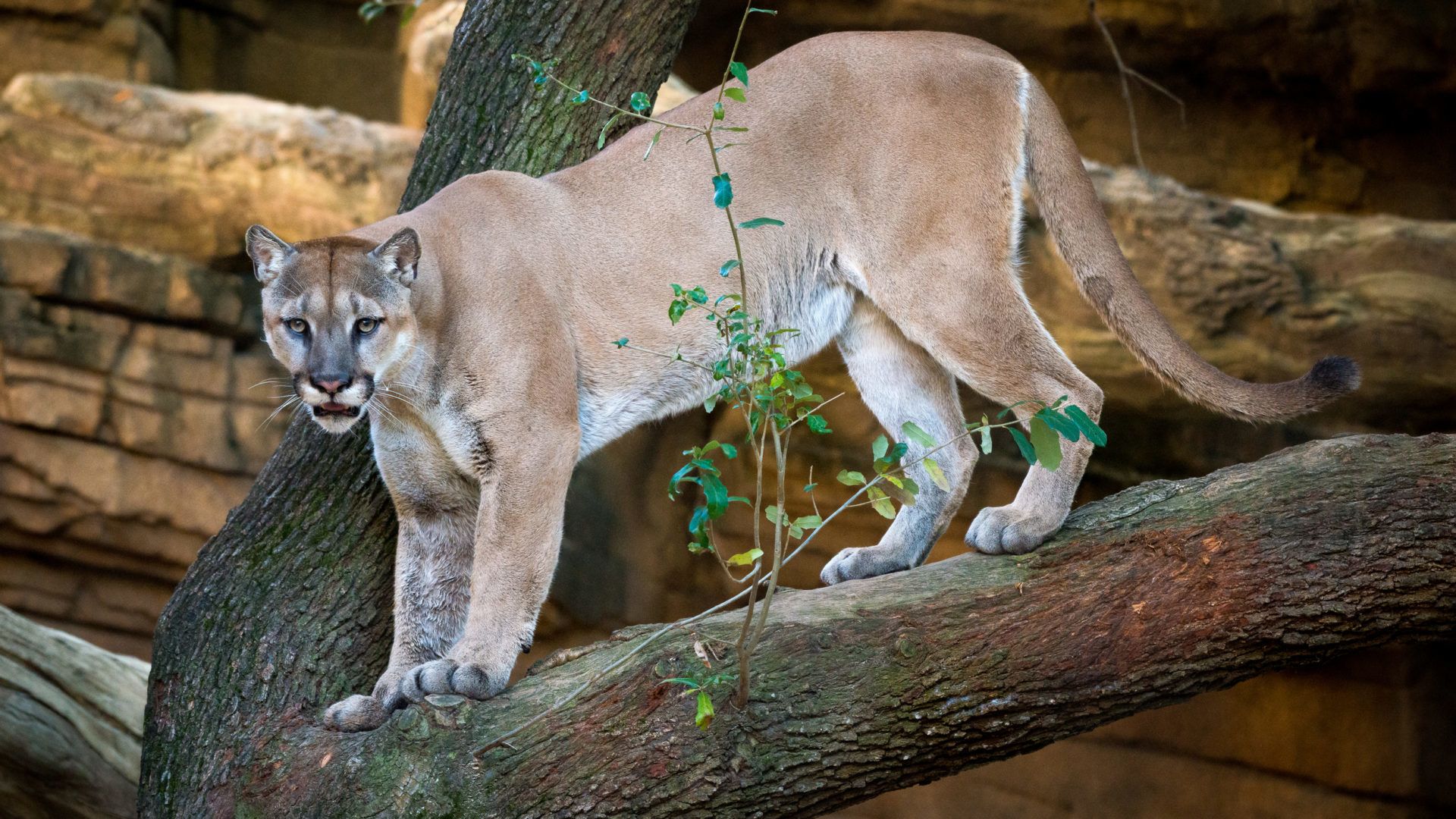 University of Houston Mourns the Loss of Shasta VI Mascot