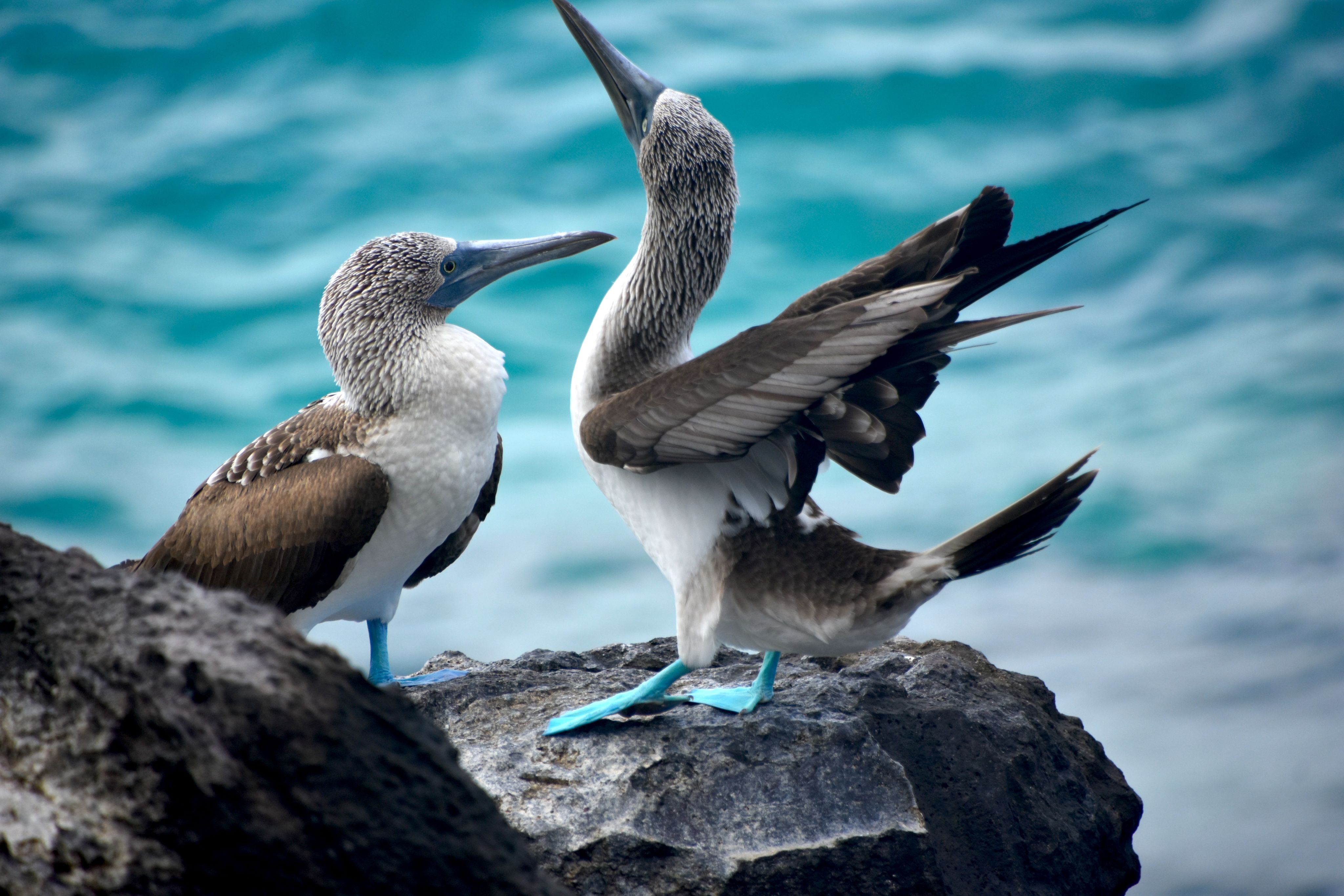 two birds, know as blue foot booby, standing on a rock