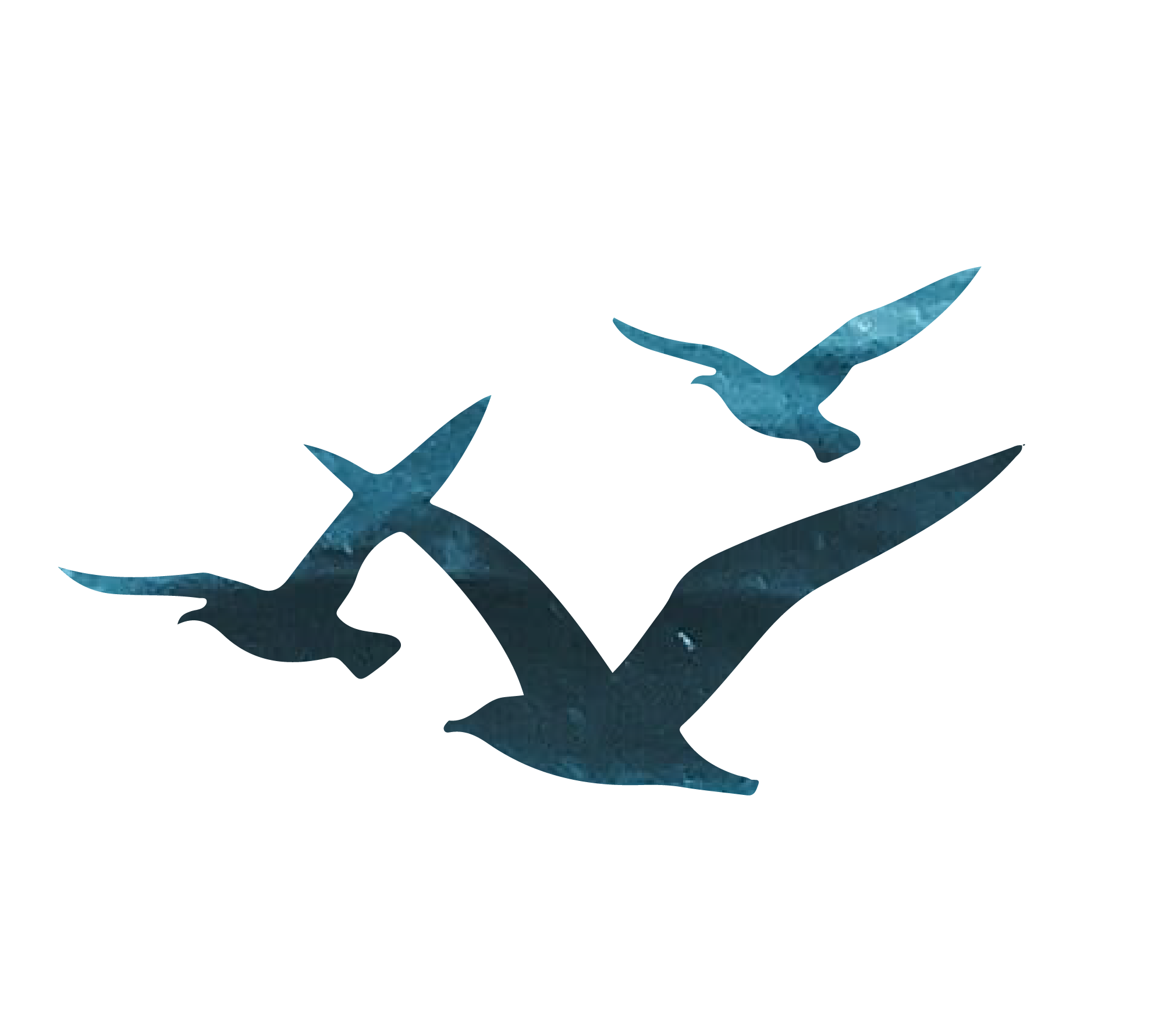 black and white bird flying over the sea