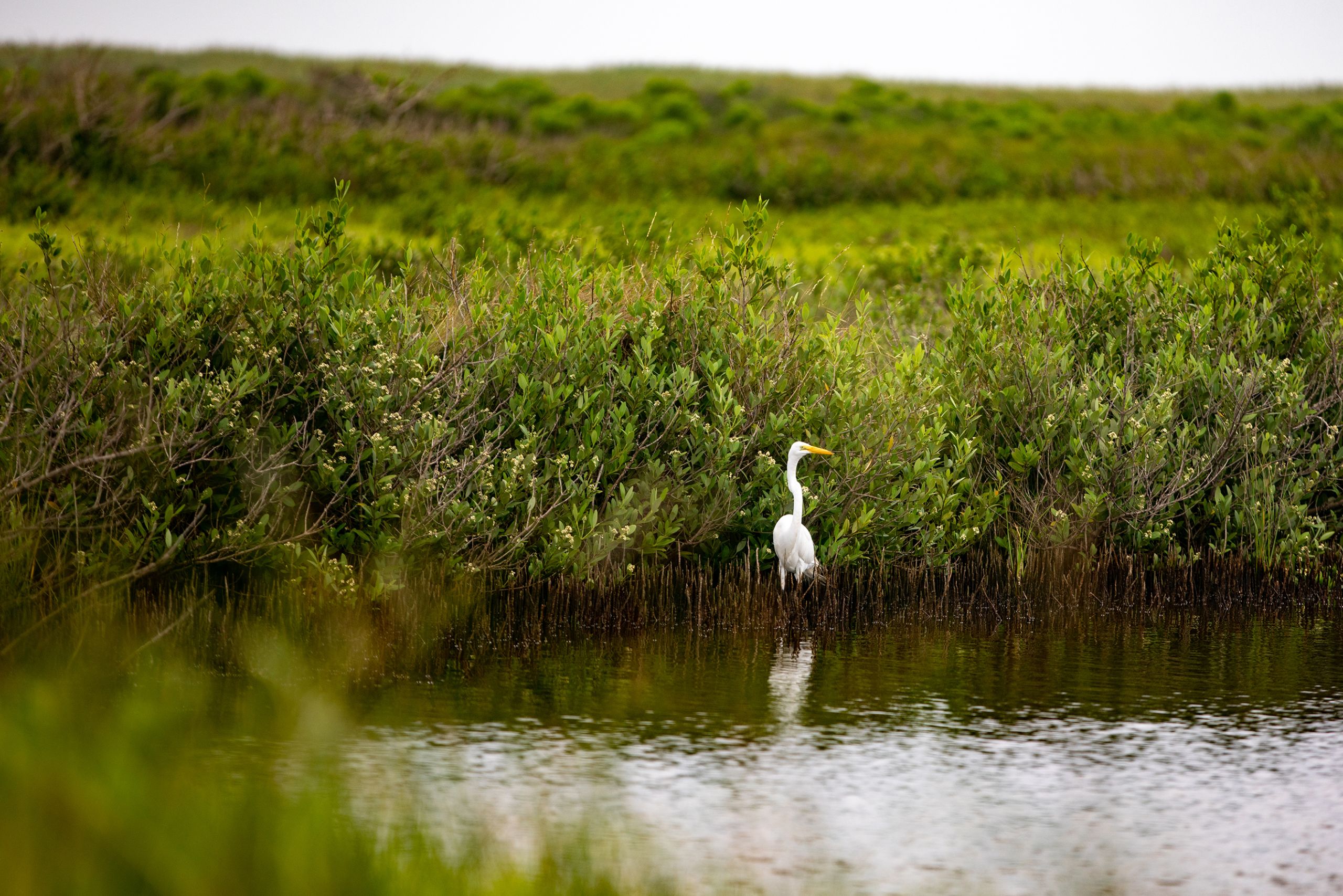 Bird in mangroves