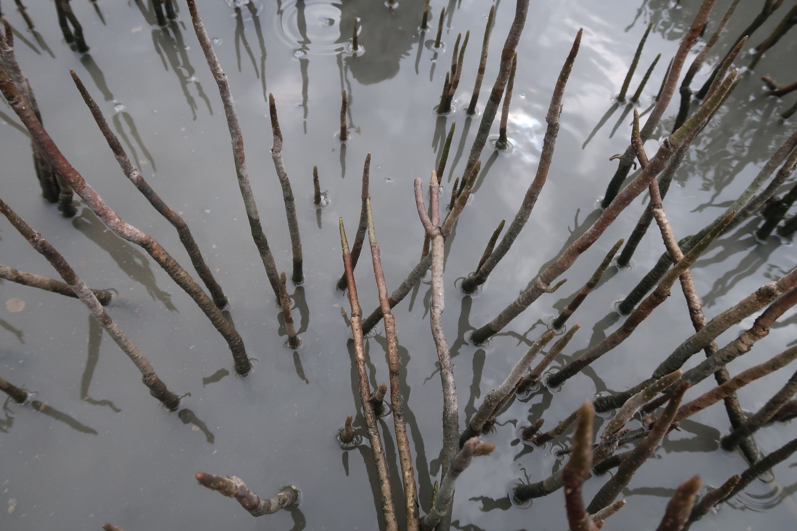 Mangroves