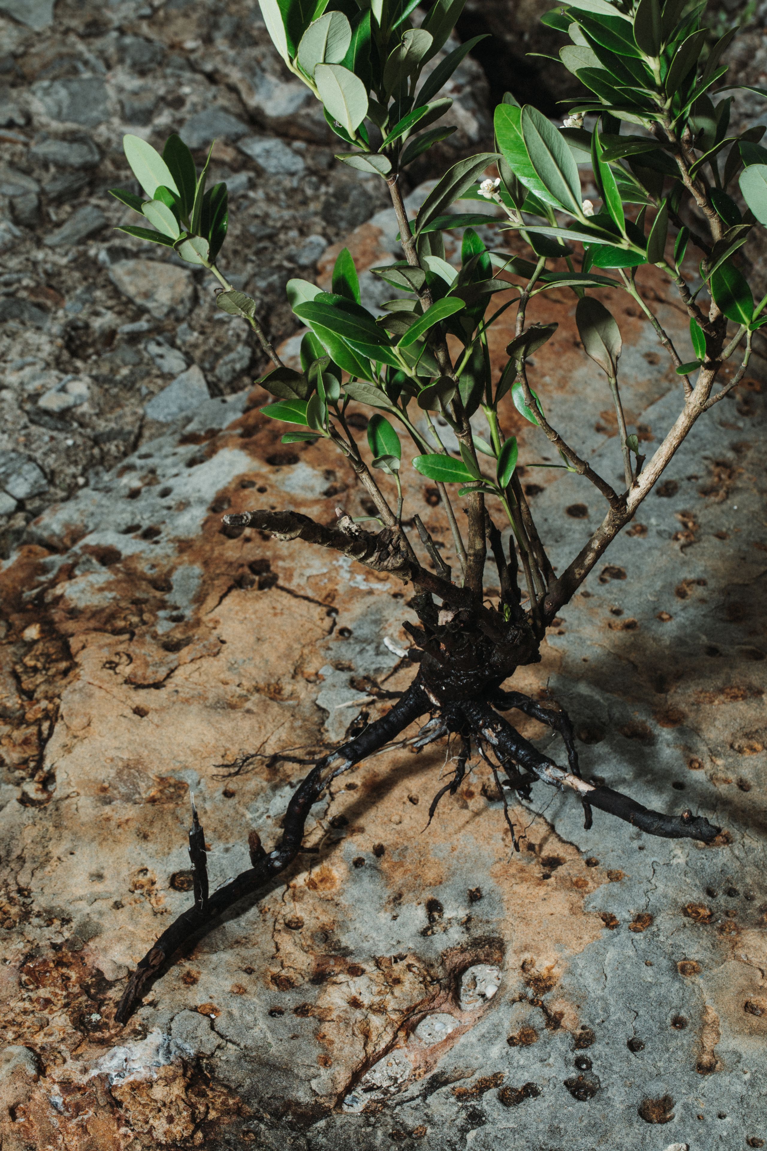 Mangroves