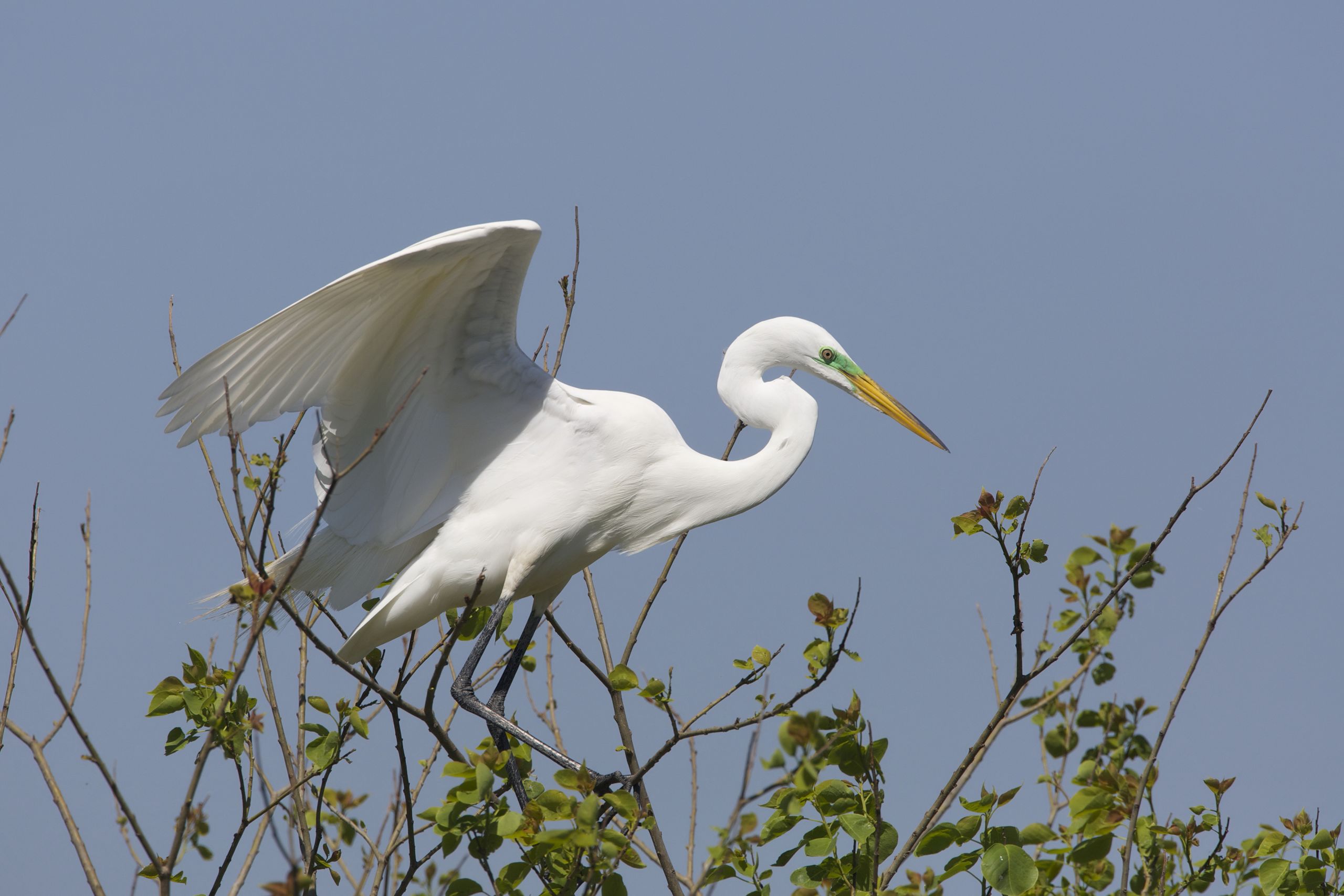 Great Egret (Ardea alba) Landing in a Tree Near its Nest - High Island, Texas