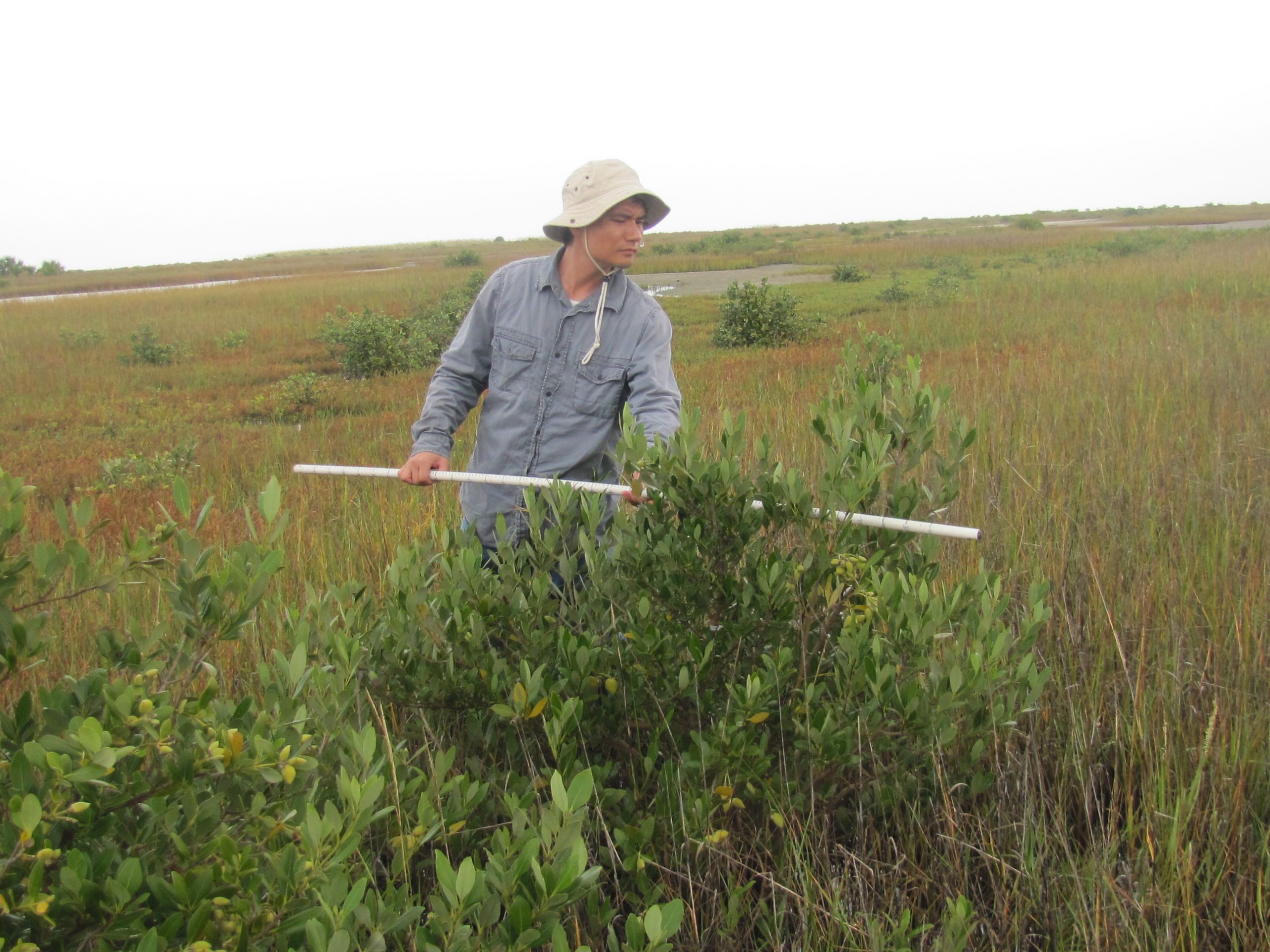 Researcher measuring mangroves.