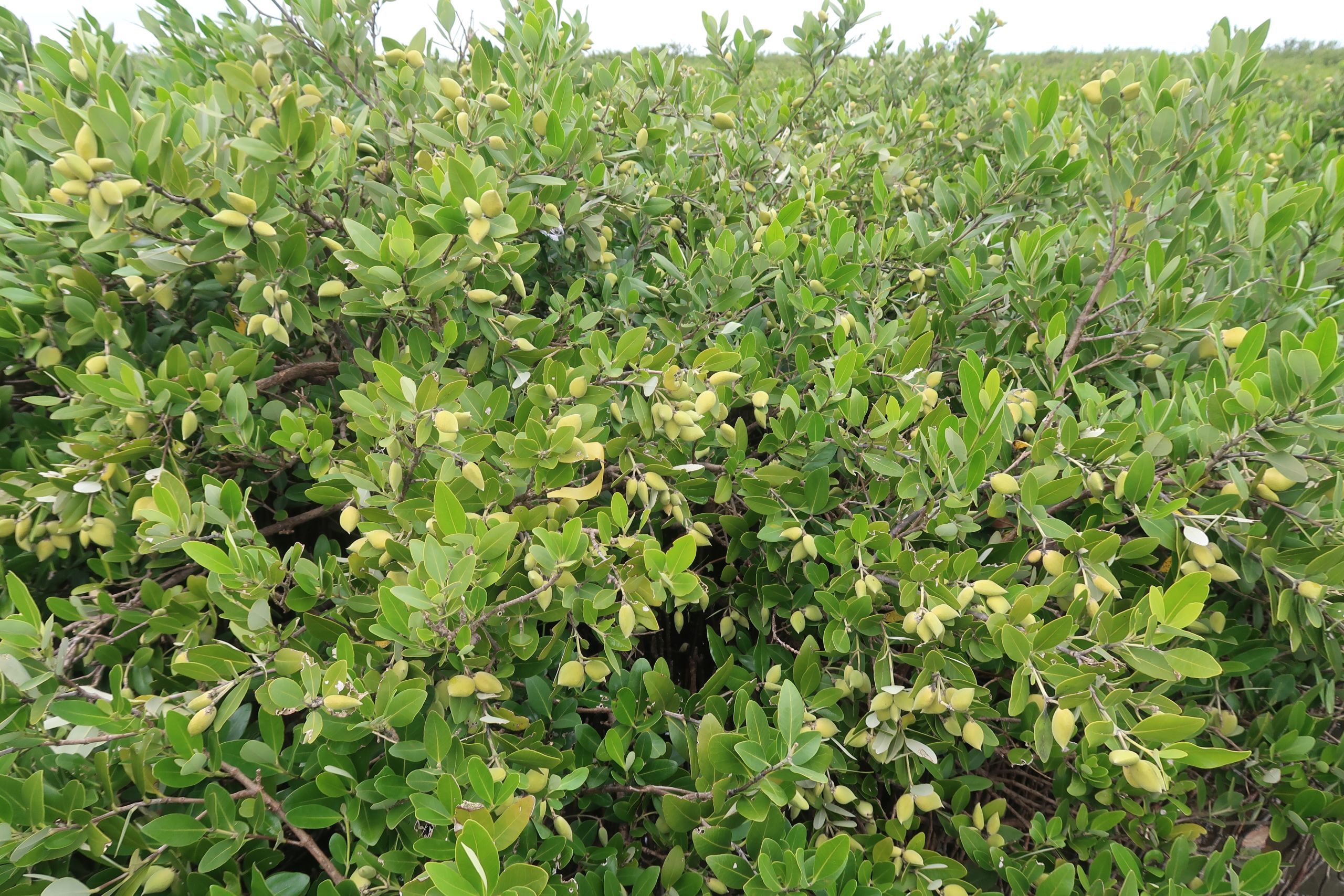 Mangrove shrubs.