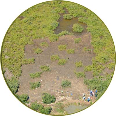 Aerial view of mangrove plots in Harbor Island, Texas.