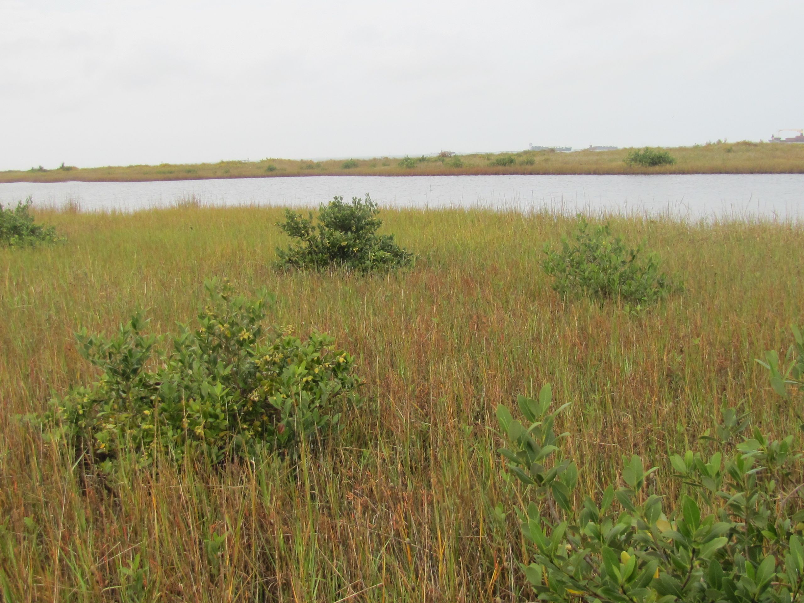 Mangroves and marshes along Texas Coast.