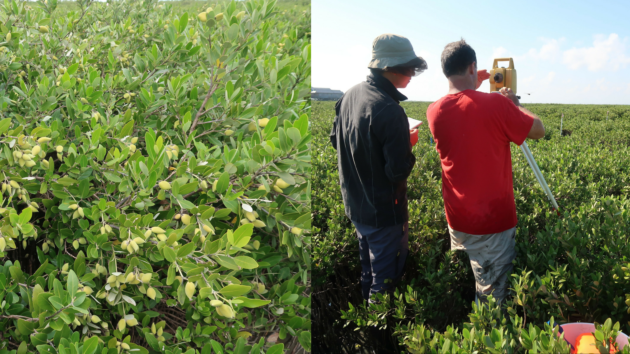 Researchers survey the growth of the mangroves using in