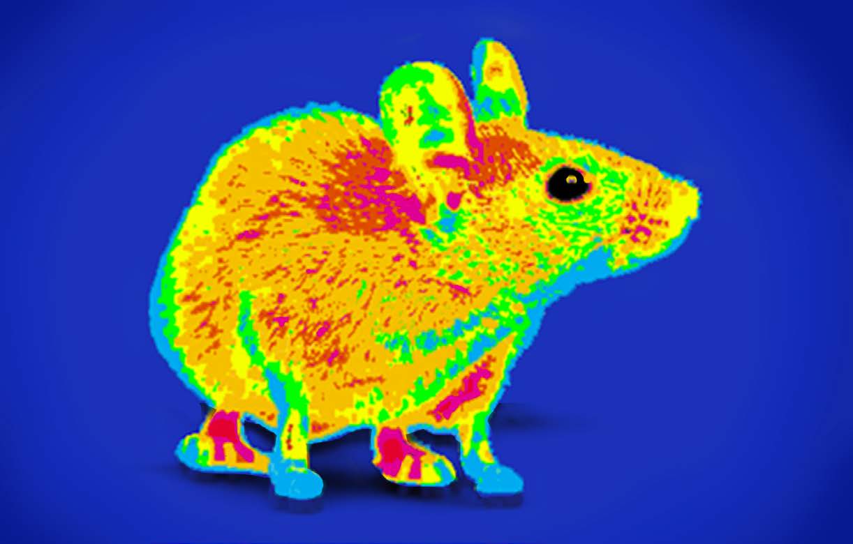 Heat map of a mouse